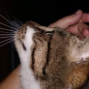 Fu