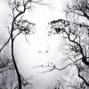 Sade