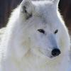 WhiteWolf